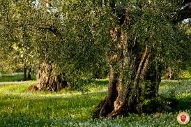 Oliveti secolari